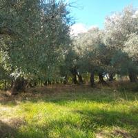 piante ulivo secolari 