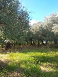 piante ulivo secolari 