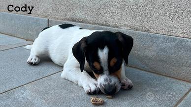 Jack Russell Terrier - Maschi e Femmine Pedigree