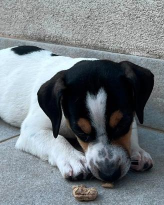 Jack Russell Terrier - Maschi e Femmine Pedigree