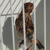 Ciuffolotti messicani