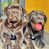 Cane corso