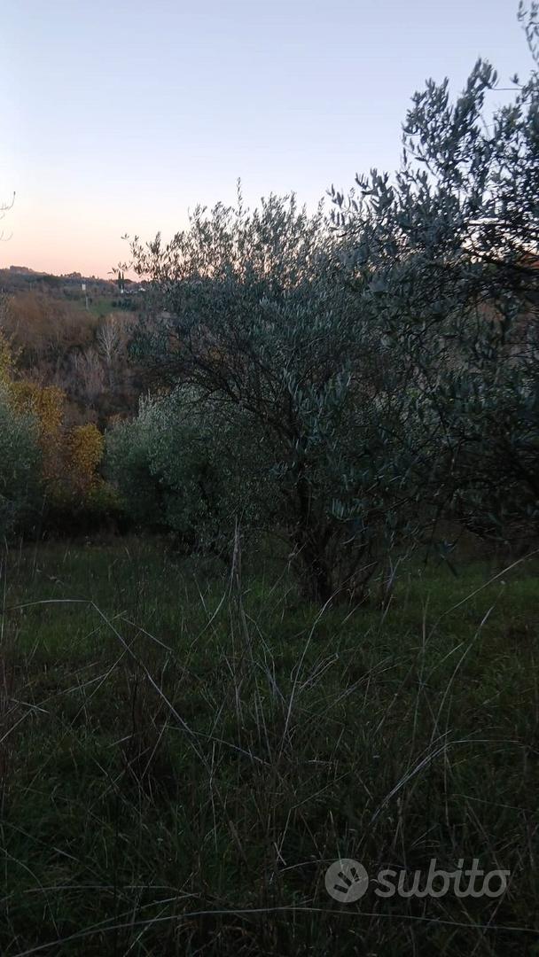Terreno agricolo 4 ettari con oliveto - Vista 3