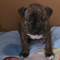 Cucciolo Amstaff/Pitbull