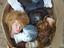 Immagine 1