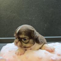 Cucciola chihuahua choco pedigree