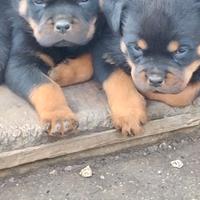 Rottweiler cuccioli
