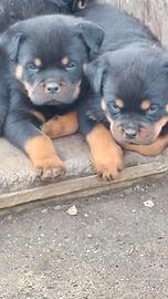 Rottweiler cuccioli