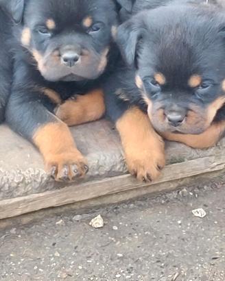 Rottweiler cuccioli