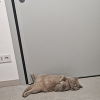 Gatto maschio British per accoppiamento