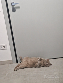 Gatto maschio British per accoppiamento