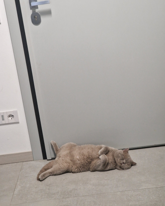 Gatto maschio British shorthair