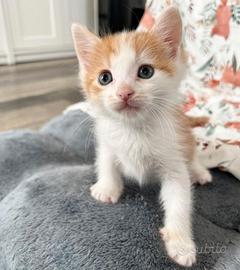 Gattini Maine Coon 2 mesi