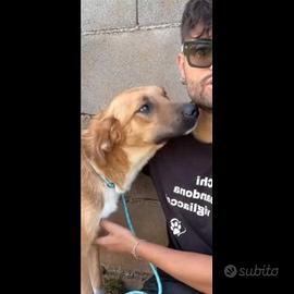 Cucciolo in adozione
