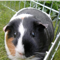 Cavia porcellino d'india
