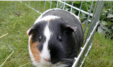 Cavia porcellino d'india