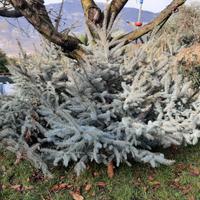 ALBERI DI NATALE IN VERO PINO ARGENTATO