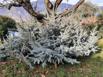 ALBERI DI NATALE IN VERO PINO ARGENTATO