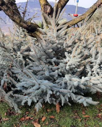 ALBERI DI NATALE IN VERO PINO ARGENTATO