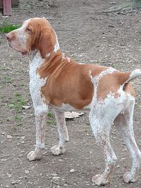 Gaio 5 anni
