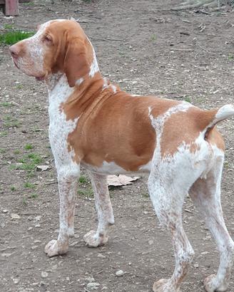 Gaio 5 anni