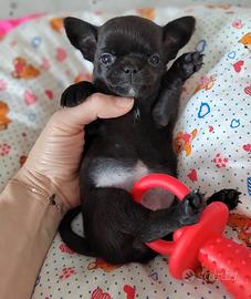 Chihuahua mini toy maschio