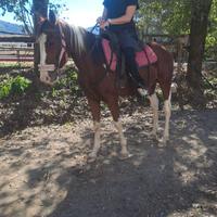 Bellosiko e biono Puledro di annin5