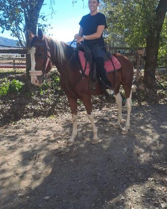 Bellosiko e biono Puledro di annin5