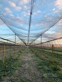 Impianto piantagione kiwi