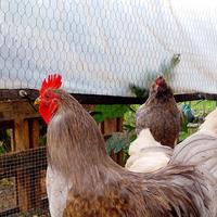 Gallo - Galli