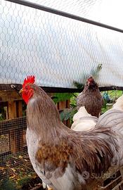 Gallo - Galli