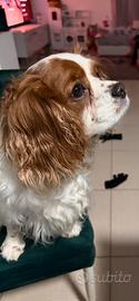 Cavalier king