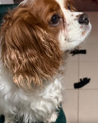 Cavalier king