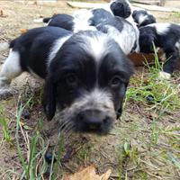 Cuccioli mix springer spaniel x cocker spaniel