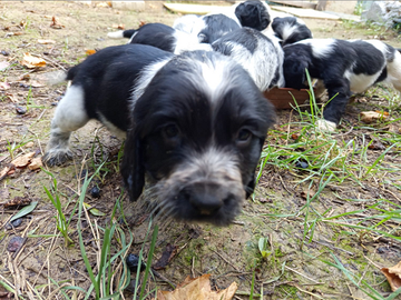 Cuccioli mix springer spaniel x cocker spaniel