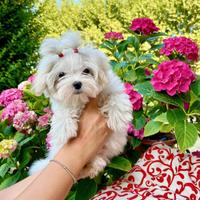 Cuccioli toy maltesi