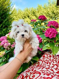 Cuccioli toy maltesi
