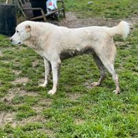 Alabay Turkmeno maschio da guardia