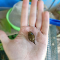 Lymnea stagnalis