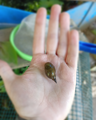 Lymnea stagnalis