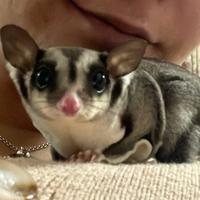 Splendida Coppia di Petauri dello Zucchero