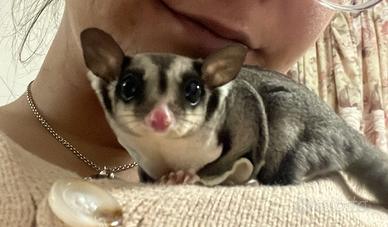 Splendida Coppia di Petauri dello Zucchero