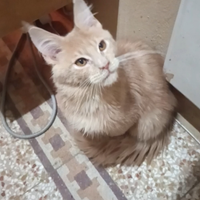 Maine Coon Rosso Crema pedigree