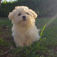 Cucciolo maltese