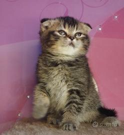 Principessa scozzese dorata di razza pura