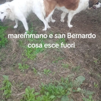 San Bernardo