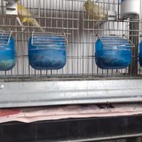 4 coppie di canarini( gabbia inclusa)