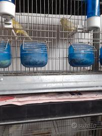 4 coppie di canarini( gabbia inclusa)