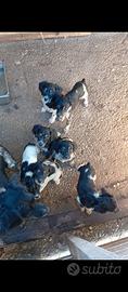 Cuccioli di Breton