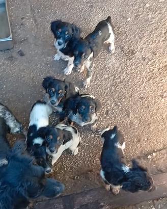 Cuccioli di Breton